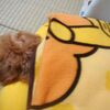 おすわり