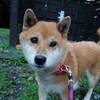 老犬ホームあん｜新人さんハル＾＾