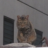 台風接近の日の猫たち