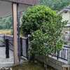 ヤマモモの木は・・・