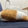 ふわもち♪飼い主の隣に突如現れた謎のもふもふ！