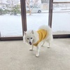 雪に足あと🐾いっぱいつけました！