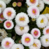 デージーの花