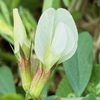 シロバナヤハズエンドウの花