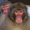 伊豆大島から来た飼育員