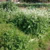 「どうしてこうなった?」大根や玉ねぎを植えたハズの畑がお花畑に