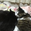 猫のアログローミングと毛づくろい