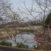 2025.3.30　北総花の丘公園〜友和亭〜利根桜堤〜乙戸沼公園