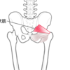 股関節のお勉強📒
