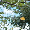 もみじ葉の上に桜葉　秋に向かって桜葉が黄に染まり降りていく