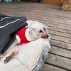 老犬ホームあん｜新人さん マッシュ^^