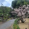 【京都】『渉成園』（「東本願寺」）「京の冬の旅」に行ってきました。 