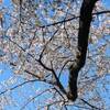 テニスとサクラ