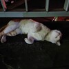 真夏の夜の猫ちゃん