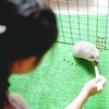  小 動物　触合い 