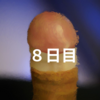 8日目