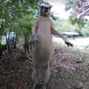 41秒シャドーイング：ケンカのとばっちり？！「Zookeeper says kangaroos rarely hurt people」