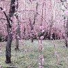 【京都】城南宮のしだれ梅と椿まつりへ