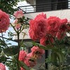 薔薇