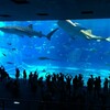 【旅行】子連れで行く3泊4日の沖縄旅行inブセナテラス【後編】