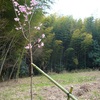 綺麗になった竹薮に咲いた桜と水仙。