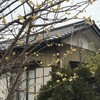 蝋梅