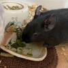 くろごまあん二世 474日目