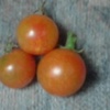 水耕栽培ミニトマト　今晩は３つ収穫できました。