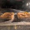 今年もアップルパイを自作してみた。出来立てが一番美味しい。