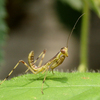 ブラックベリーのちびカマキリ