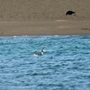冠ができ始めたカンムリカイツブリ