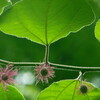 楮（コウゾ）の花咲く・・細川紙の連想