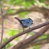 地元の野鳥観察会に参加