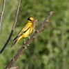 動物園裏の野鳥を紹介（２０２０　０６０６）その５。