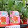 LINE友達限定！　野菜苗20％ＯＦＦ！