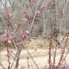 梅を観に平和公園へ