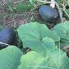 九重栗カボチャは３番果もよく穫れた