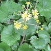 競馬は止める。⇒8月18日。Umacaカード認識の間違い修正8月18日。JRA告知⇒「残高管理は  投票専用残高と積算可能残高に分かれている」。反俗日記調査①UMACAカードの全残高の馬券購入可能。 ②馬券を買わない全残高の出金方法は解約しかない。日本一、特殊で巧妙悪質なカードだ。