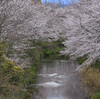 葛城川の桜