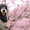 バイバイ、またいつか