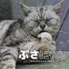 野良猫写真家という職業があります。その写真家、沖 昌之さんを紹介