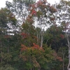 紅葉シーズンへ向かって･･･　徐々に葉っぱが色付いてきました