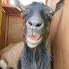 やぎーず一家の新メンバー紹介～はじめまして❣🐐むぎ君です～