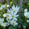  白い花