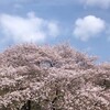 公園でお花見 ポップアップテントが大活躍！！