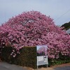 さぁ飛び出せ！　河津桜＆みなみの桜ツー2017