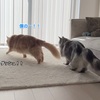 長毛猫の太ももニッカポッカが好き