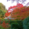 夕陽に燃えるもみじ-金福寺の紅葉・その３-