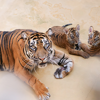 動物園