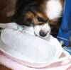 犬の暑さ対策｜凍らせたペットボトルに夢中！わが家の簡単ひんやりアイデア